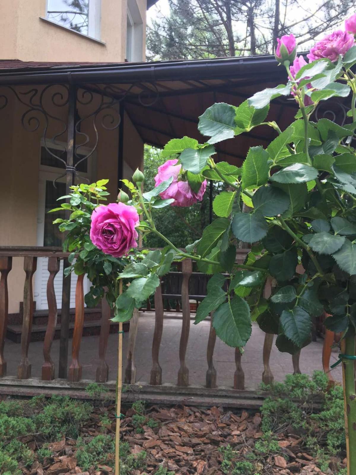 Red Stone Hotel Truszkavec Kültér fotó
